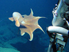 octopus siting from Alvin