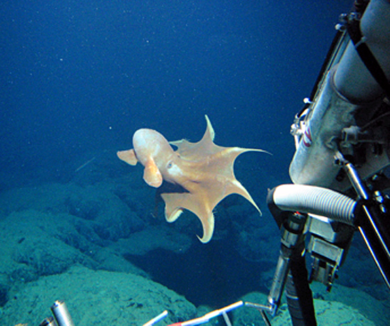 octopus siting from Alvin