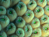 star coral, polyps of montrastrea cavernosa