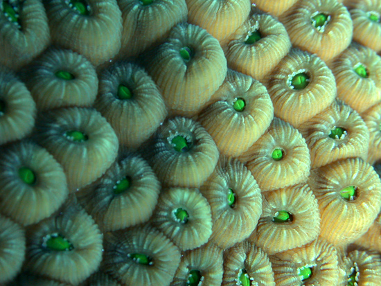 star coral, polyps of montrastrea cavernosa