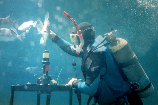 diver down