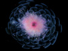 Athorybia, a siphonophore or colonial jellyfish, collected recently.