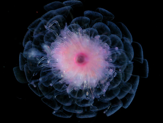 Athorybia, a siphonophore or colonial jellyfish, collected recently.