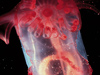 sea cucumber jelly