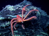 A brisingid or seastar rests on a lava formation