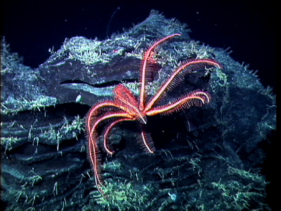 A brisingid or seastar rests on a lava formation