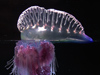physalia