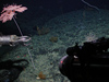 Coral being sampled with DSV Alvin's manipulator arm on Alvin dive 3904