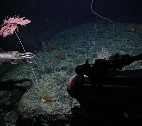 Coral being sampled with DSV Alvin's manipulator arm on Alvin dive 3904