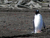 Penguins off Deception Island
