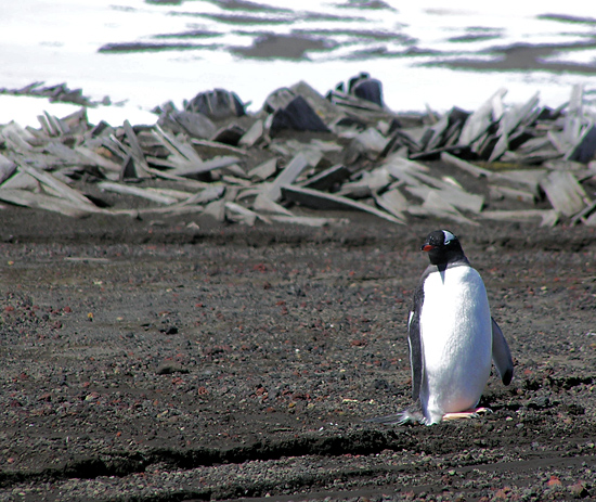 Penguins off Deception Island