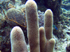 Underwater image of coral and fish taken in Honduras.