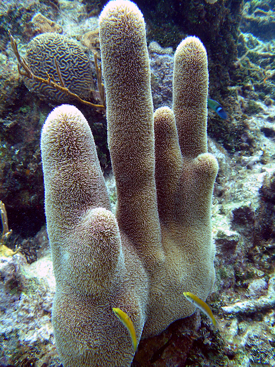 Underwater image of coral and fish taken in Honduras.