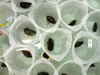 MIT/WHOI Joint Program Student Diane Poehls Adams is breeding mussels in her lab.