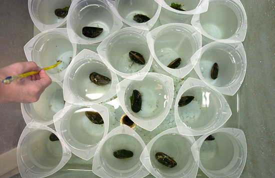 MIT/WHOI Joint Program Student Diane Poehls Adams is breeding mussels in her lab.