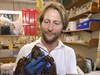 Tim Verslycke works on a lobster in the lab.