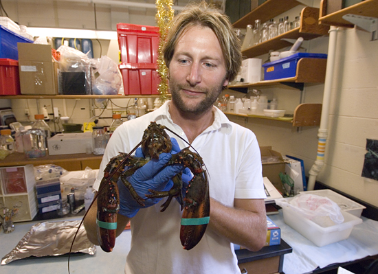 Tim Verslycke works on a lobster in the lab.