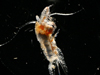 Euchaeta norvegica eating a Calanus finmarchicus.
