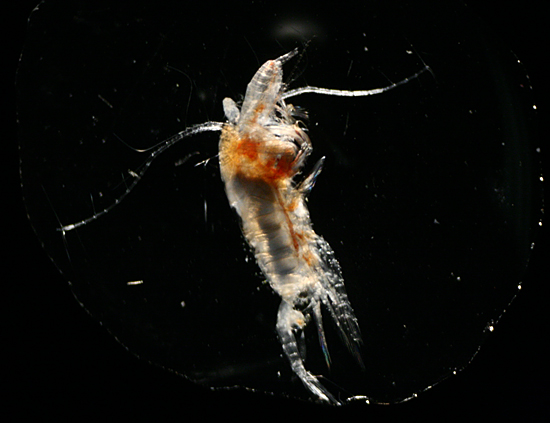  Euchaeta norvegica eating a Calanus finmarchicus.