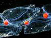 Salpa maxima (pelagic tunicate).