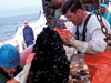 will ostrom and joe alvernes scrape mussels from a rope.