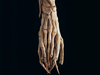 Finger like bones on a harbor seal skeleton, taken in Darlene Ketten's lab.
