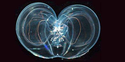 jellyfish Crossota alba