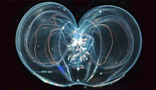 Jellyfish & Zooplankton