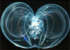 Silver Bell
