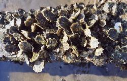 Oyster Culture