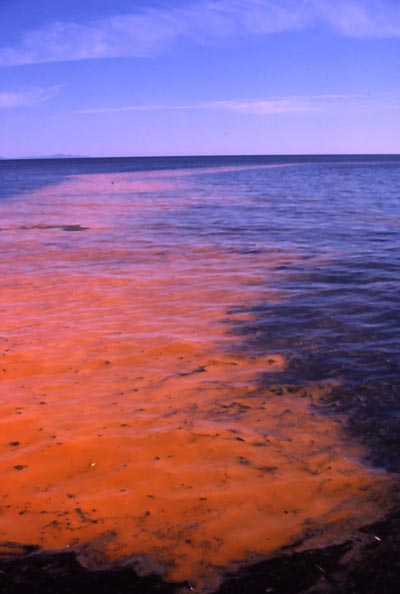 Red Gulf