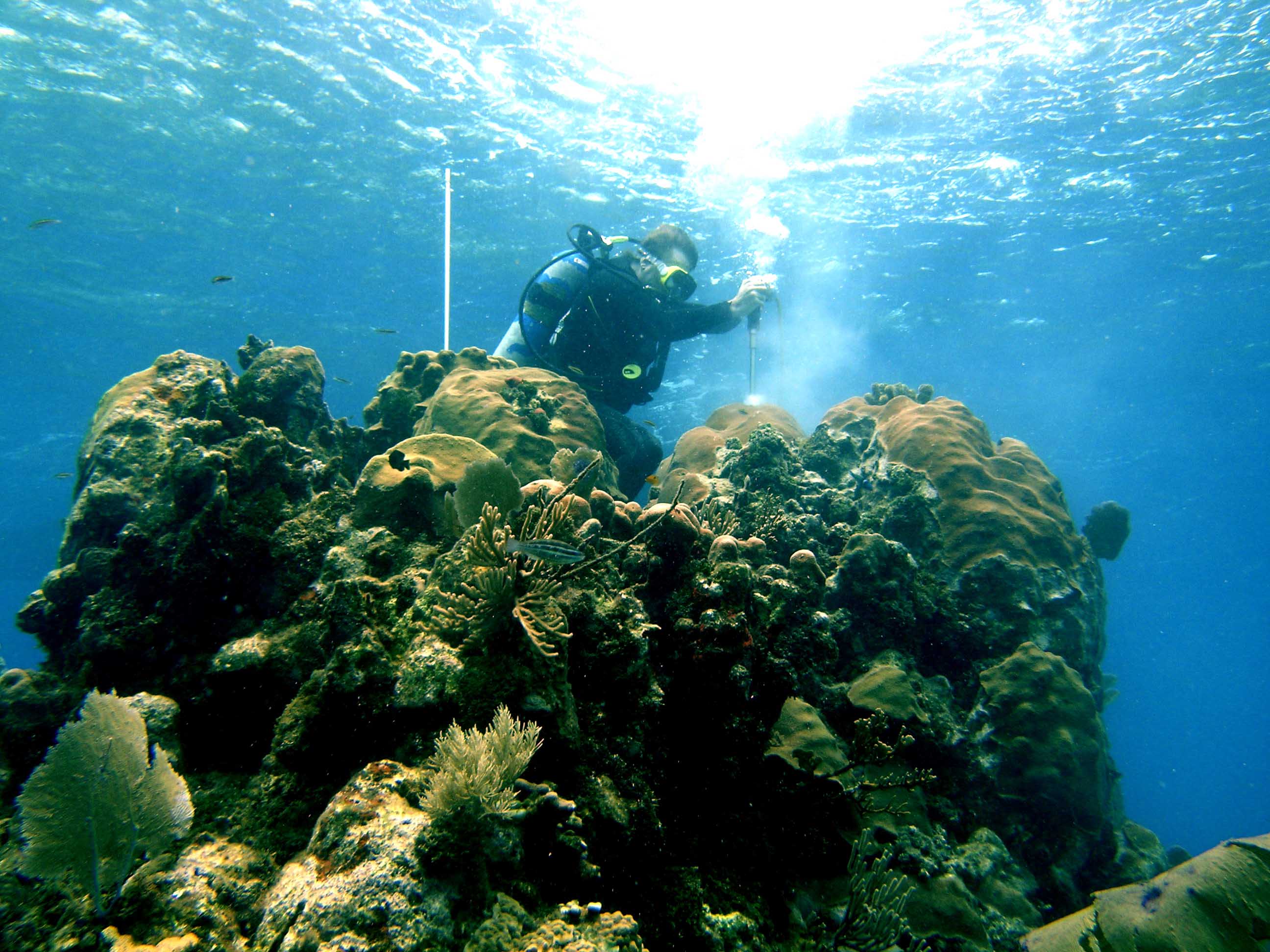 coral drilling in Honduras