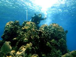 coral drilling in Honduras