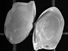 bivalves