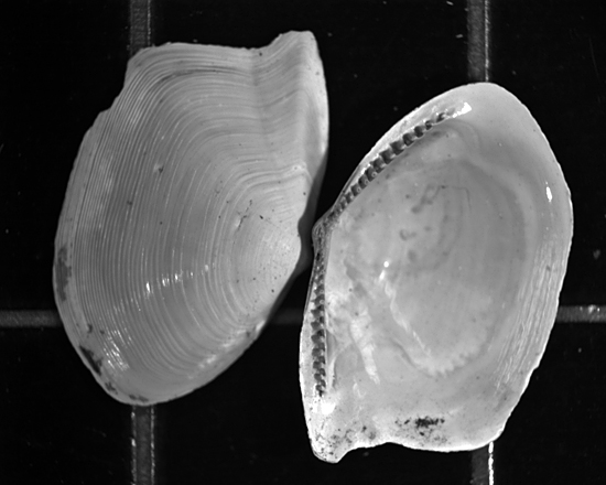 bivalves