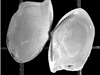 17,500-year-old shells from a clam found in North Atlantic seafloor sediment.
