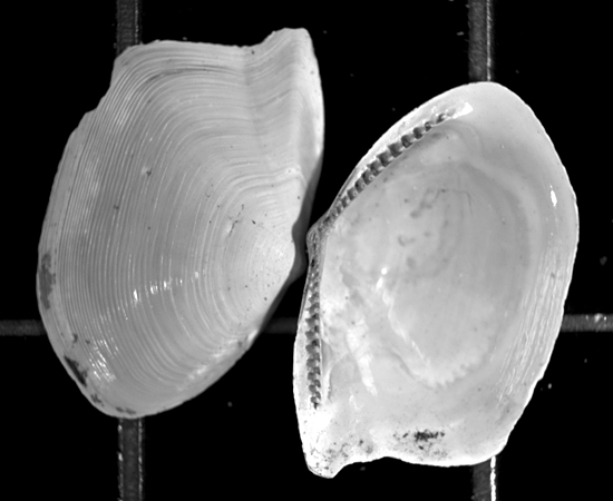 17,500-year-old shells from a clam found in North Atlantic seafloor sediment.