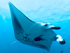 Giant manta
