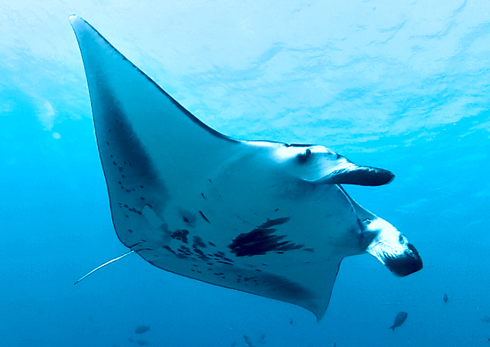 Giant manta