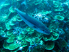 Predator fish