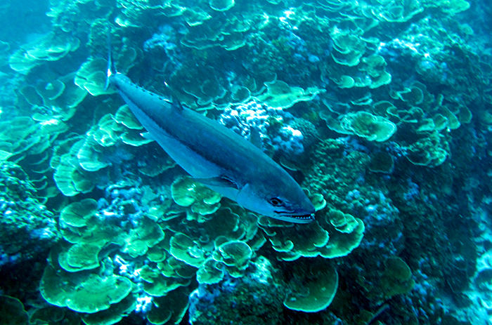 Predator fish