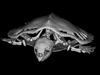 kemp's ridley sea turtle scan