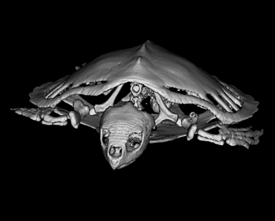 kemp's ridley sea turtle scan
