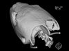 turtle skull ct scan