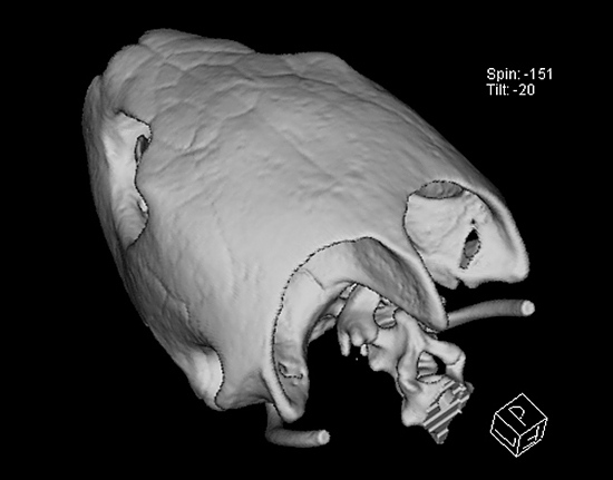 turtle skull ct scan