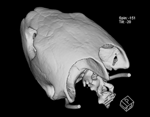 Scientists and engineers from WHOI and the U.S. Navy have discovered that sea turtles? skulls and shells not only protect them from predators but also from extraordinarily powerful underwater shockwaves. 