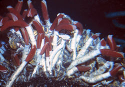 tubeworms