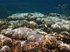 Red Sea bleaching event