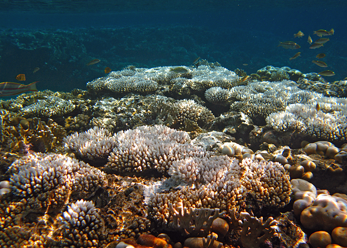 Red Sea bleaching event