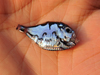 hatchet fish